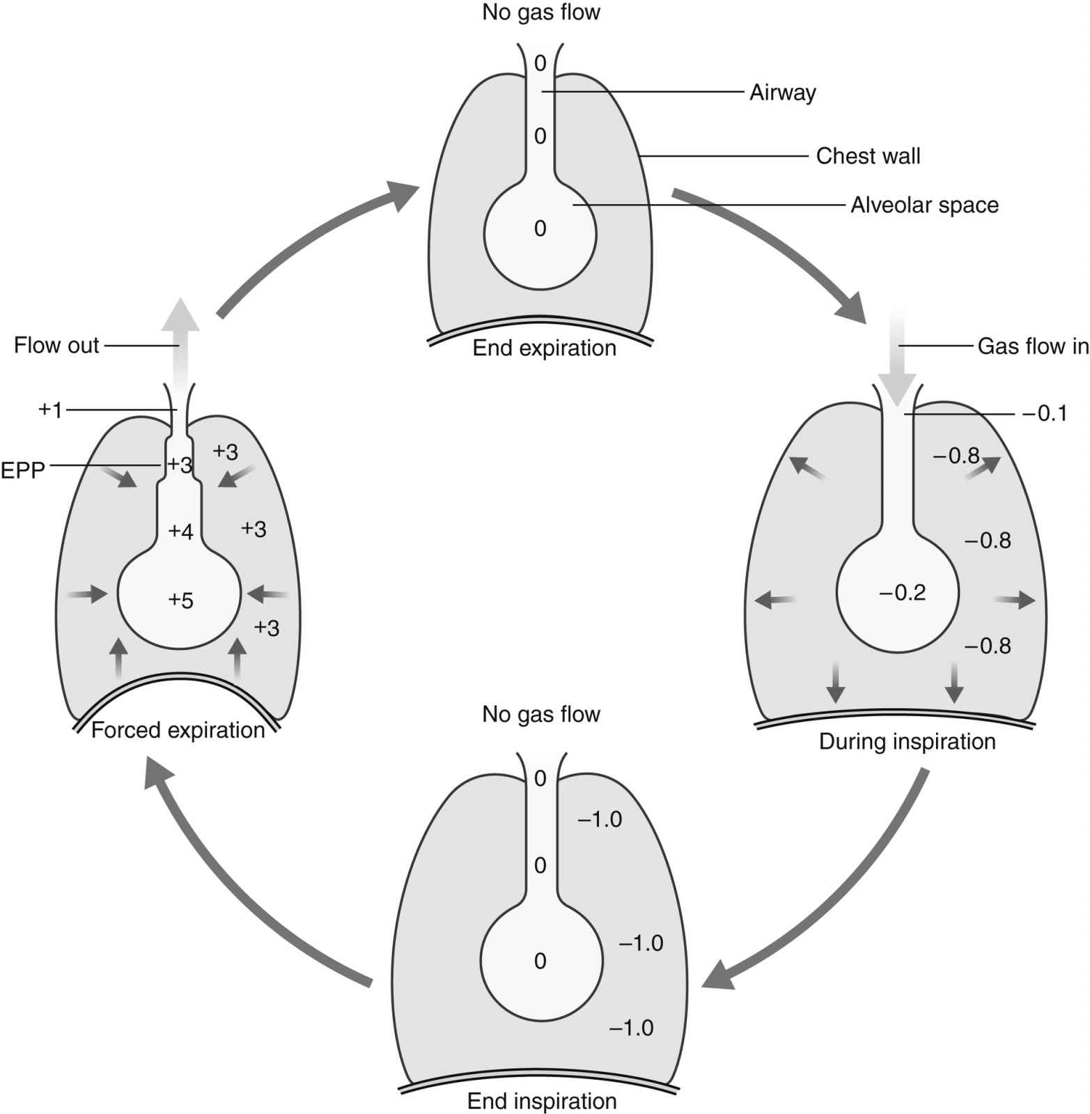 The Respiratory System Anesthesia Key
