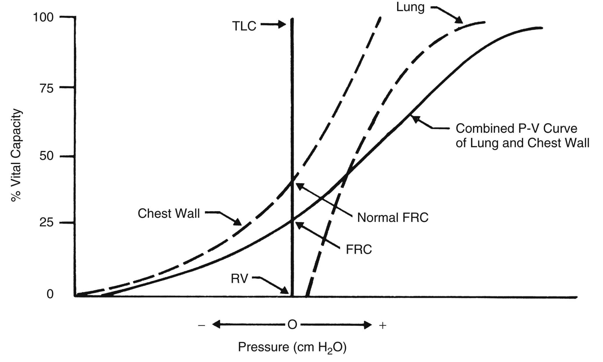 The Respiratory System Anesthesia Key