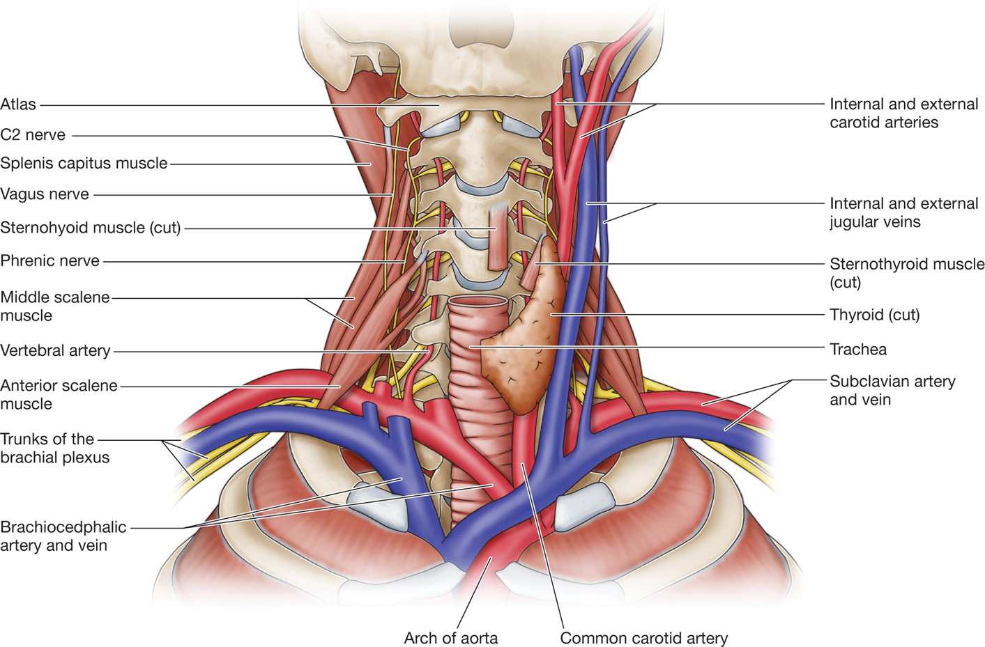 Stellate Ganglion Block Anesthesia Key