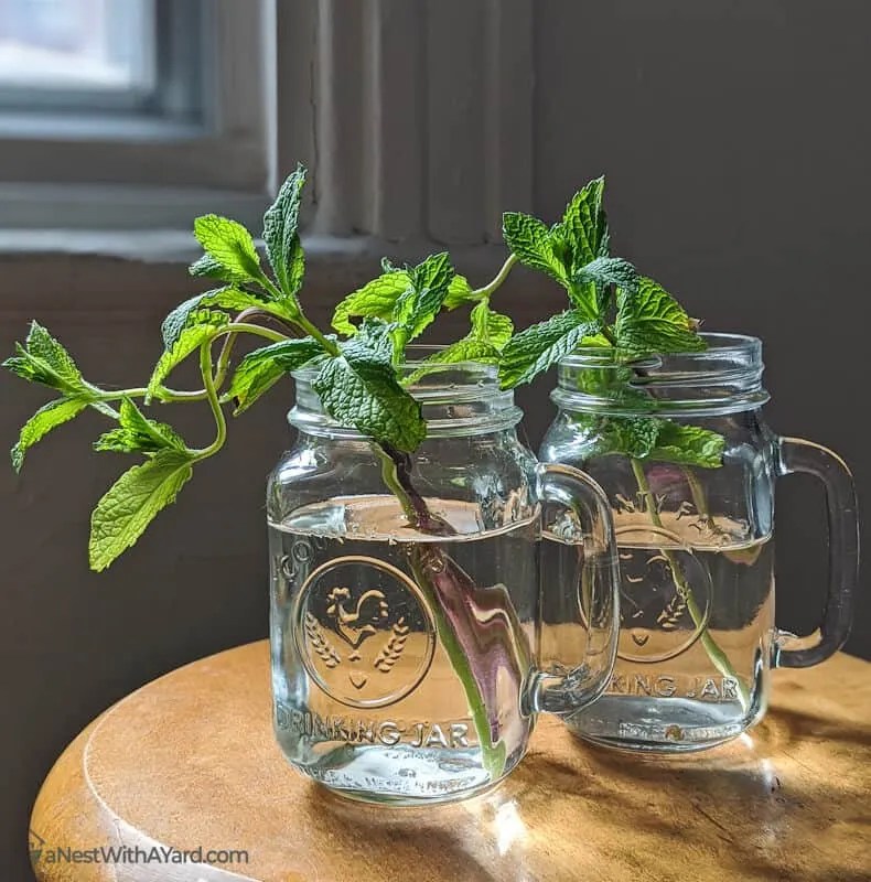 Growing Mint Indoors 2021 Water It Properly! A Nest With A Yard