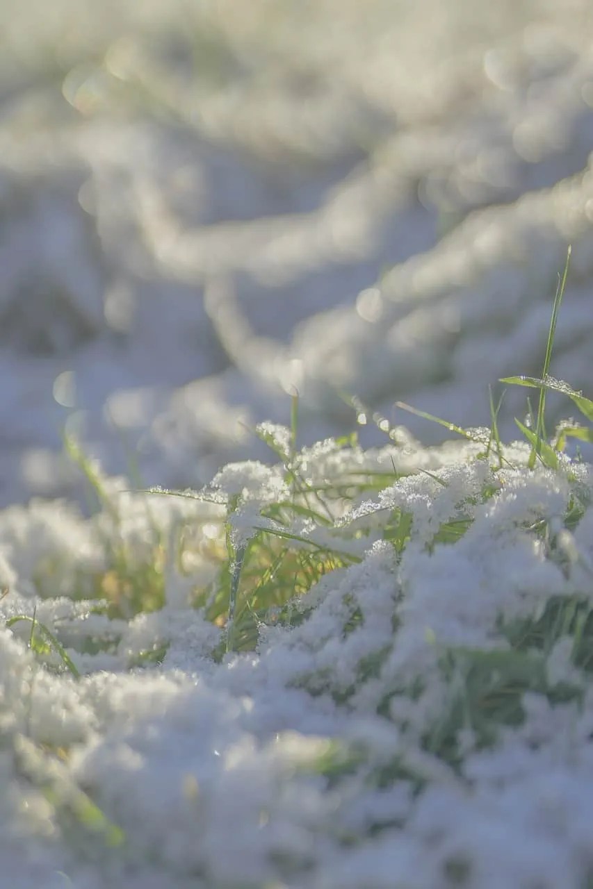 How To Keep Grass Green In Winter 2023 A Nest With A Yard