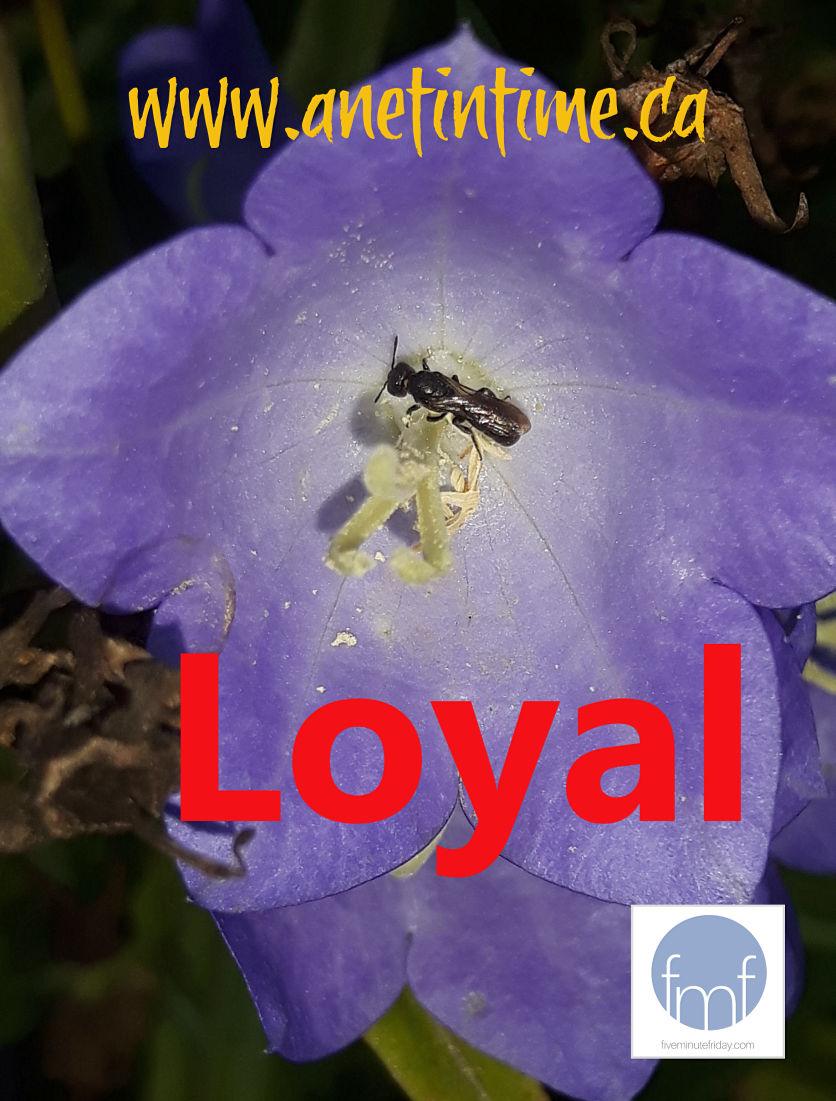 Loyal, a favourite A Net in Time