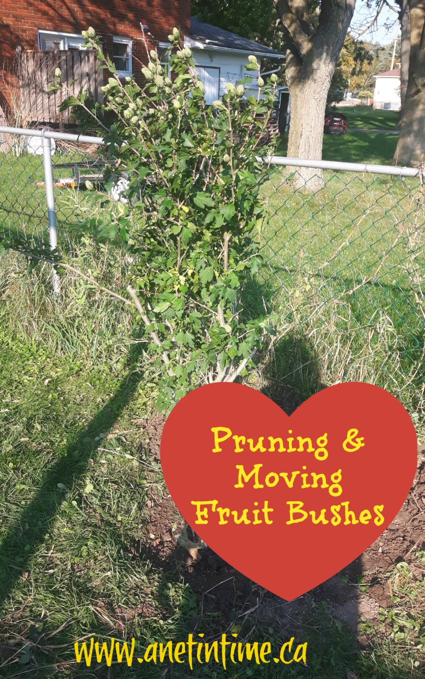 Pruning and Moving Fruit Trees A Net in Time
