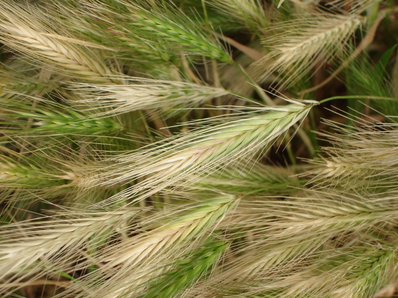 Torpedoes of Death Masquerade as Innocent Grass to Torture Dogs