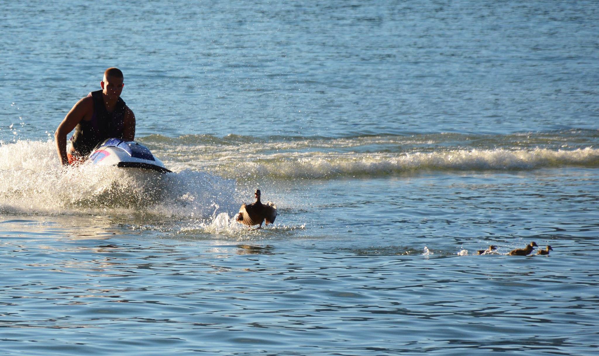 JetSki Bullies Attack Mother Duck and Ducklings