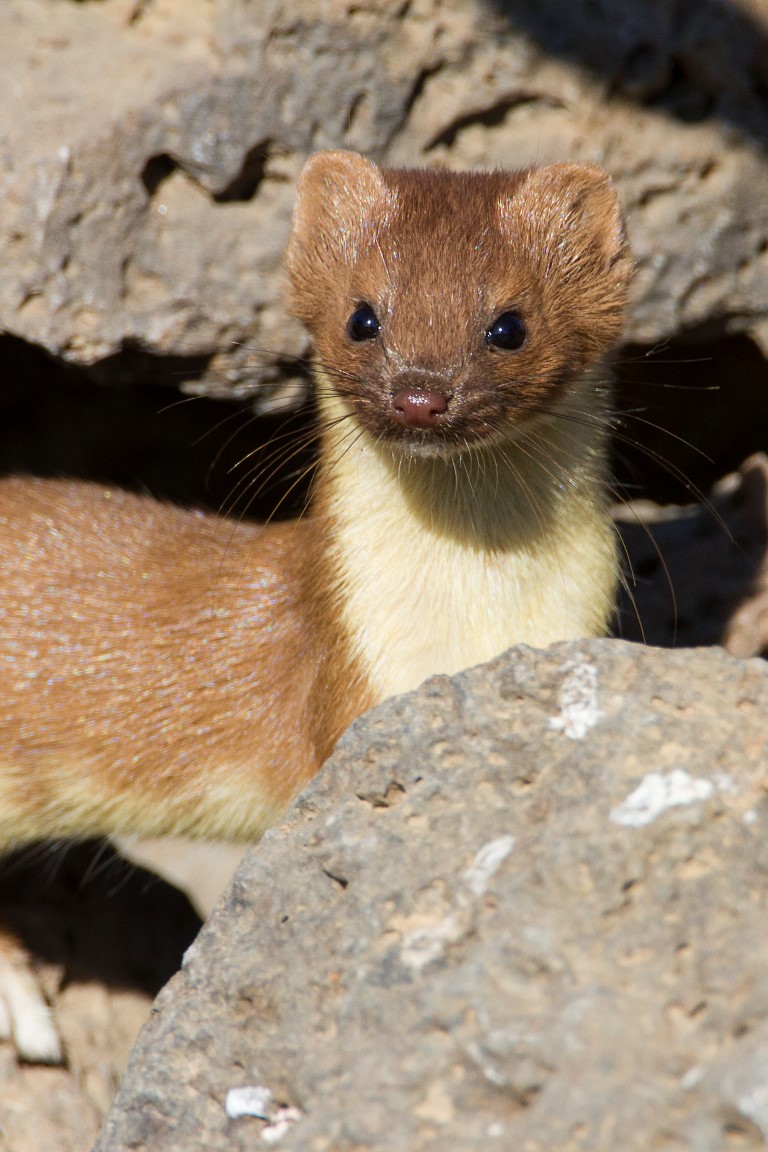 LongTailed Weasel