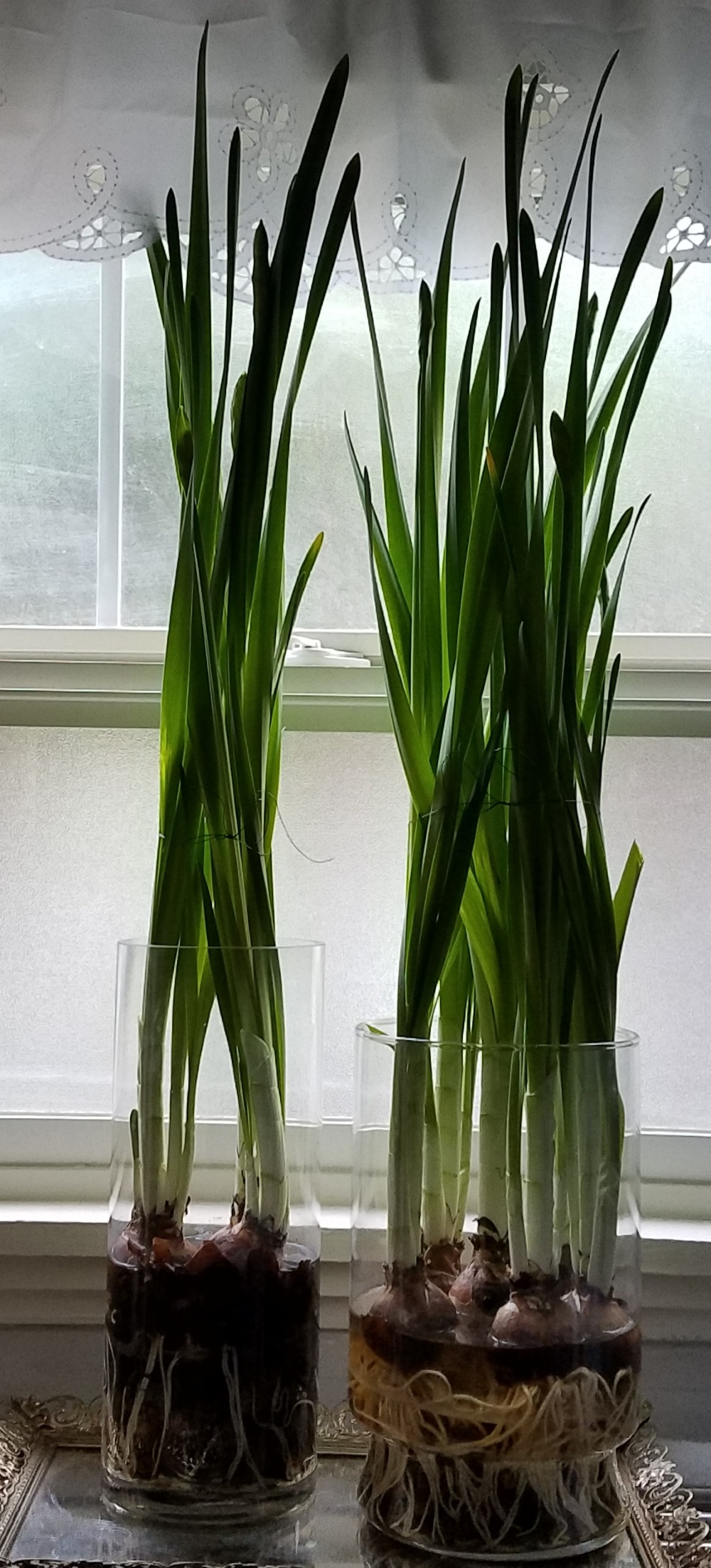 Holiday Gift Project for Kids No. 2 Forced Bulbs for Future Flowers