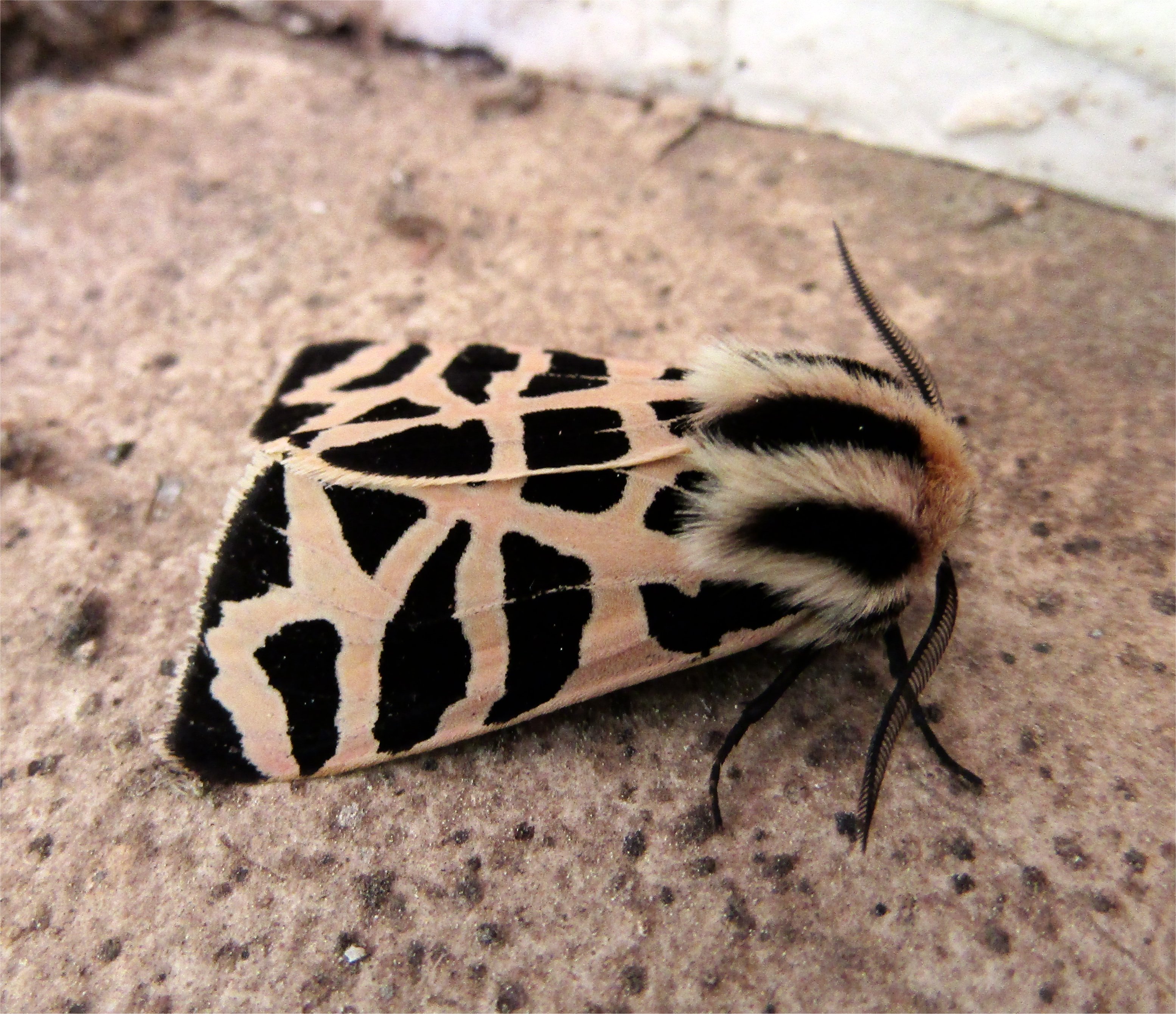 Tiger Moth