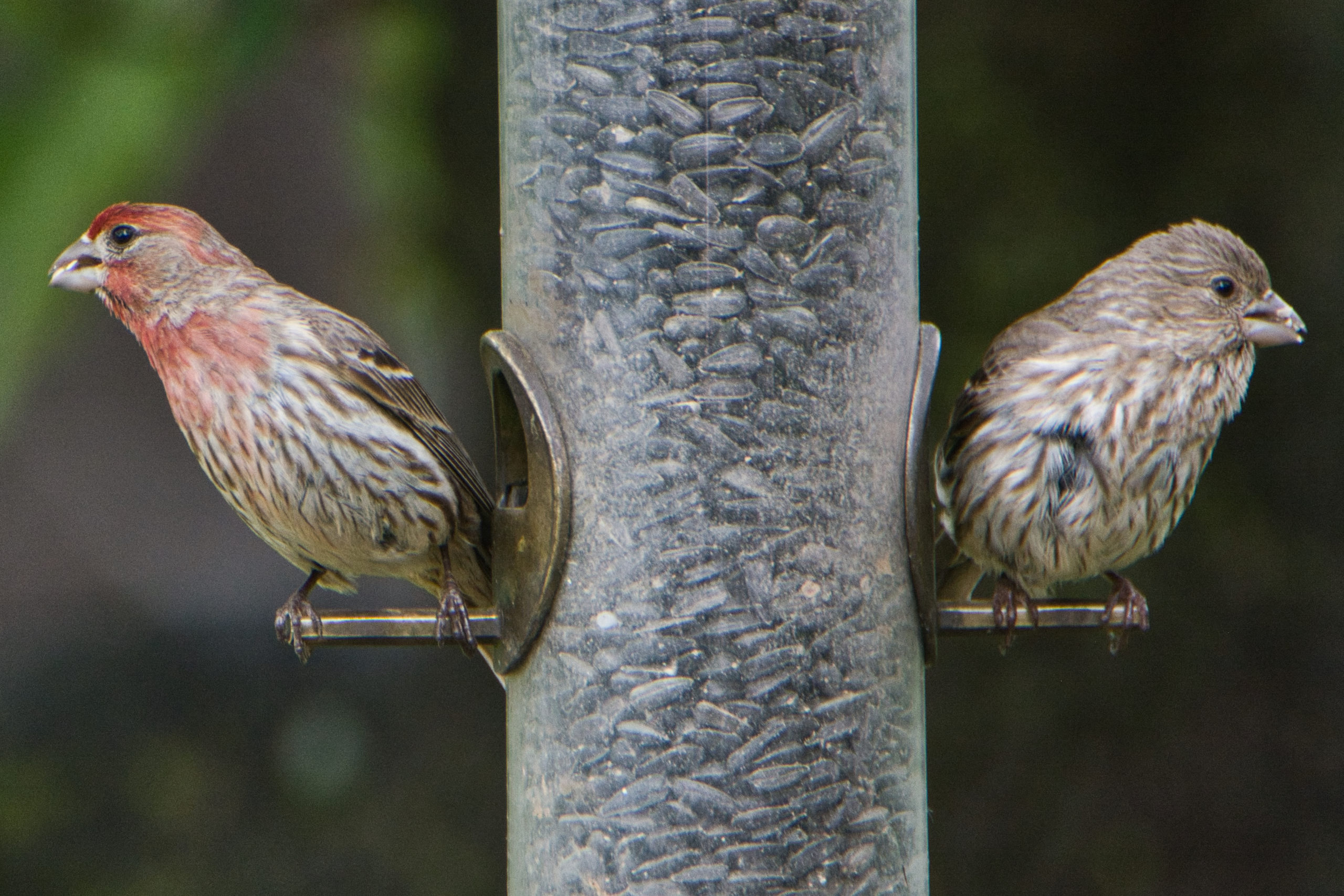 Juvenile House Finch
