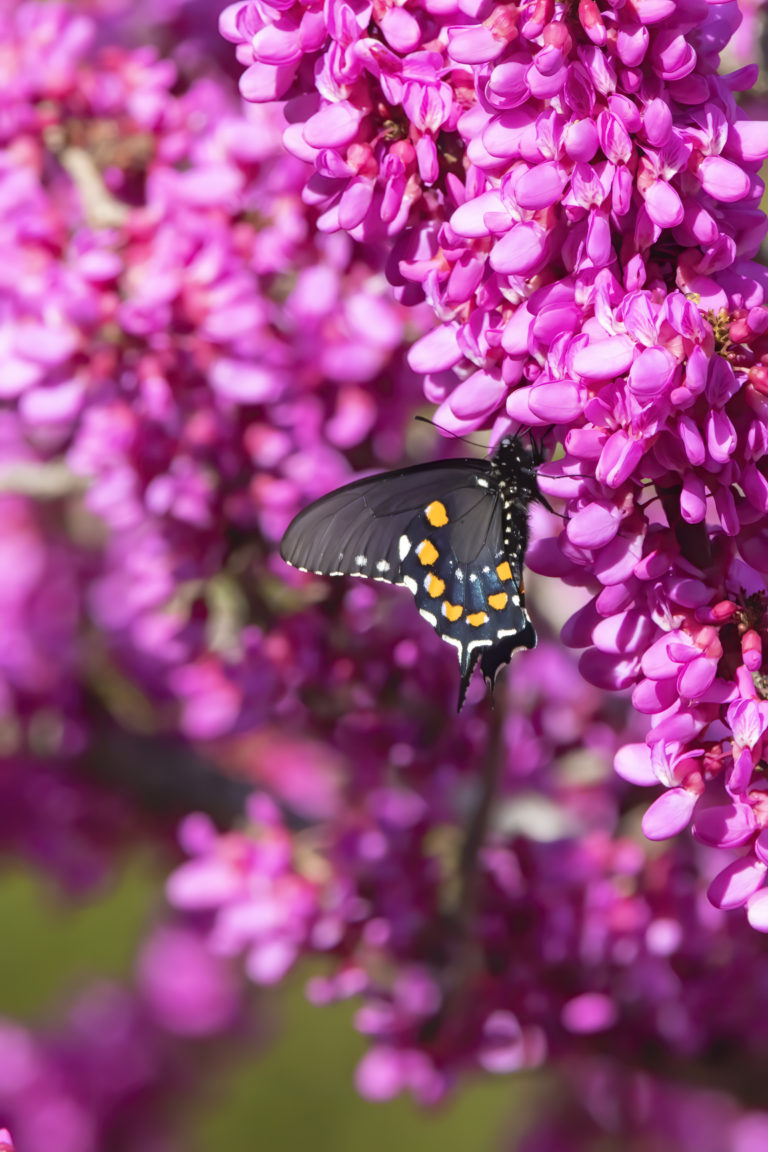 Death Notice Louise MacleodDeever