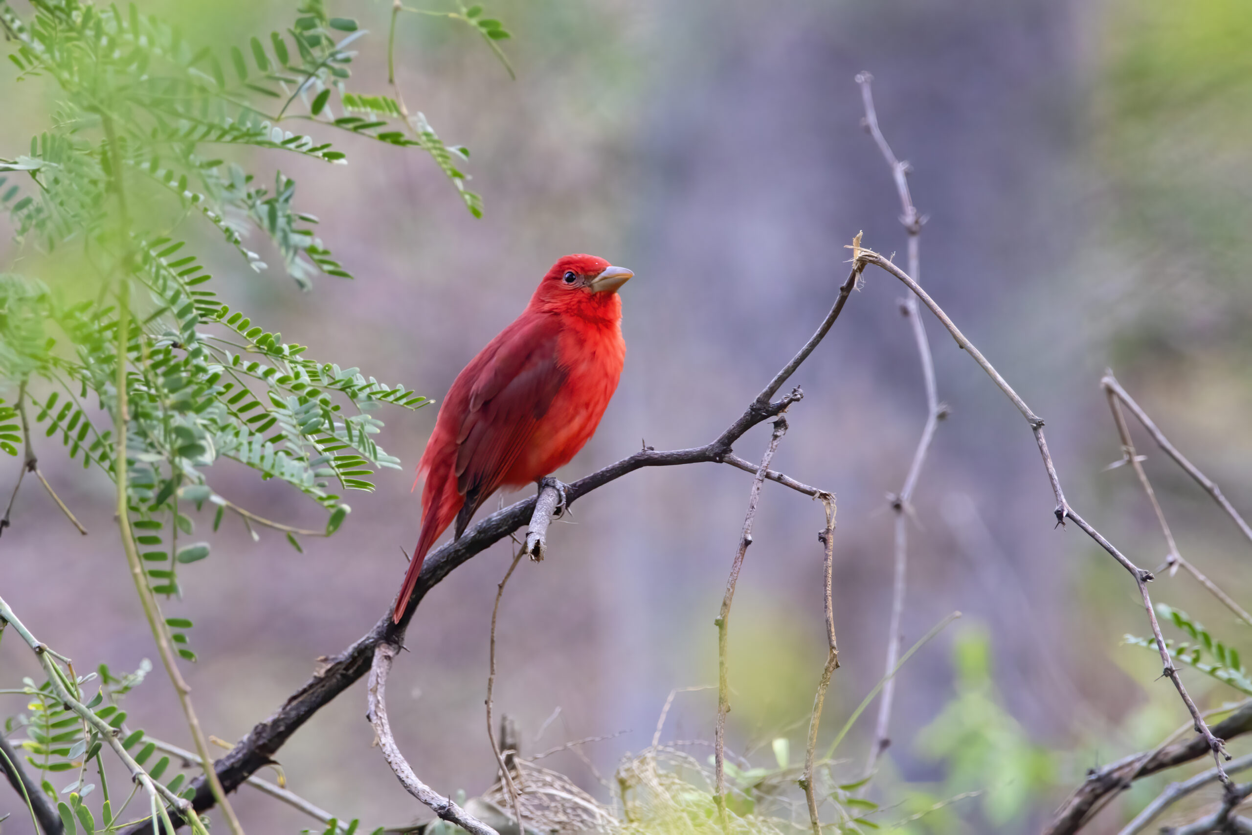 Summer Tanager