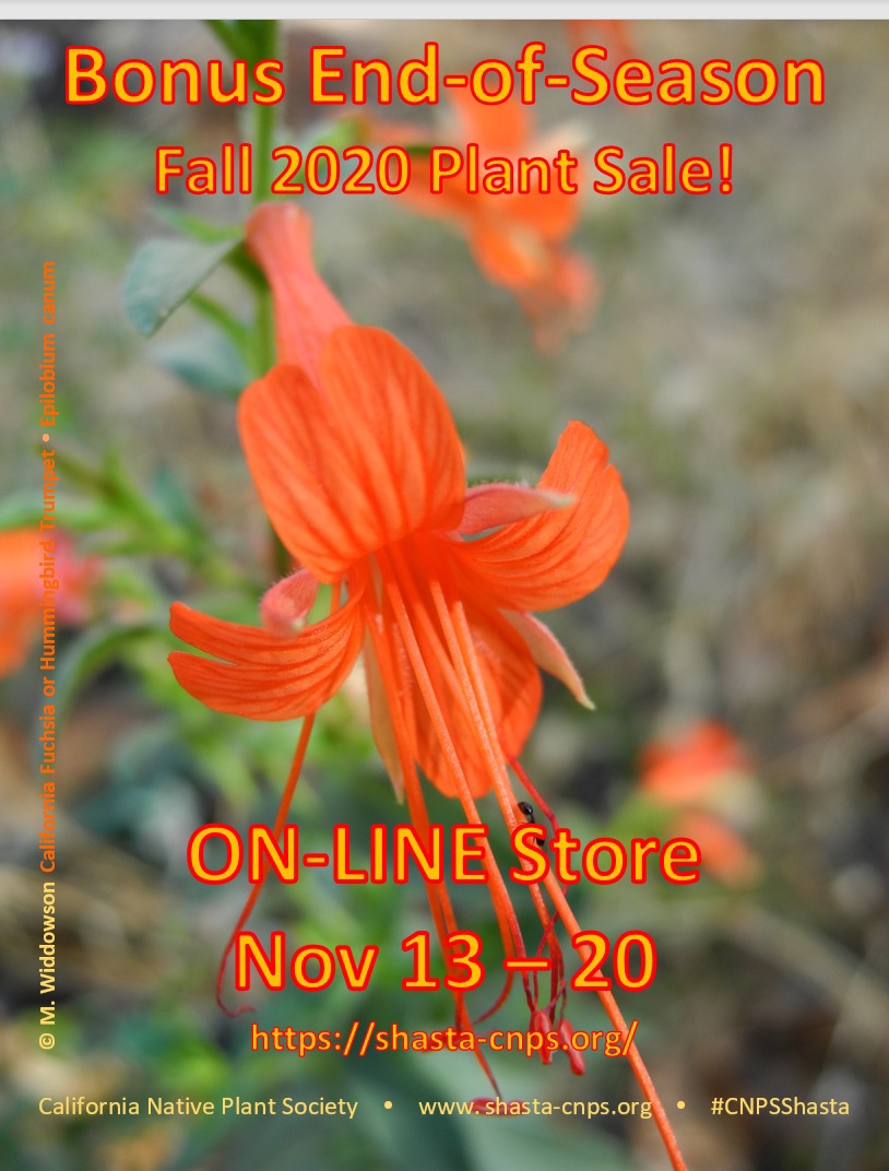 Bonus EndofSeason Fall 2020 Native Plant Sale!