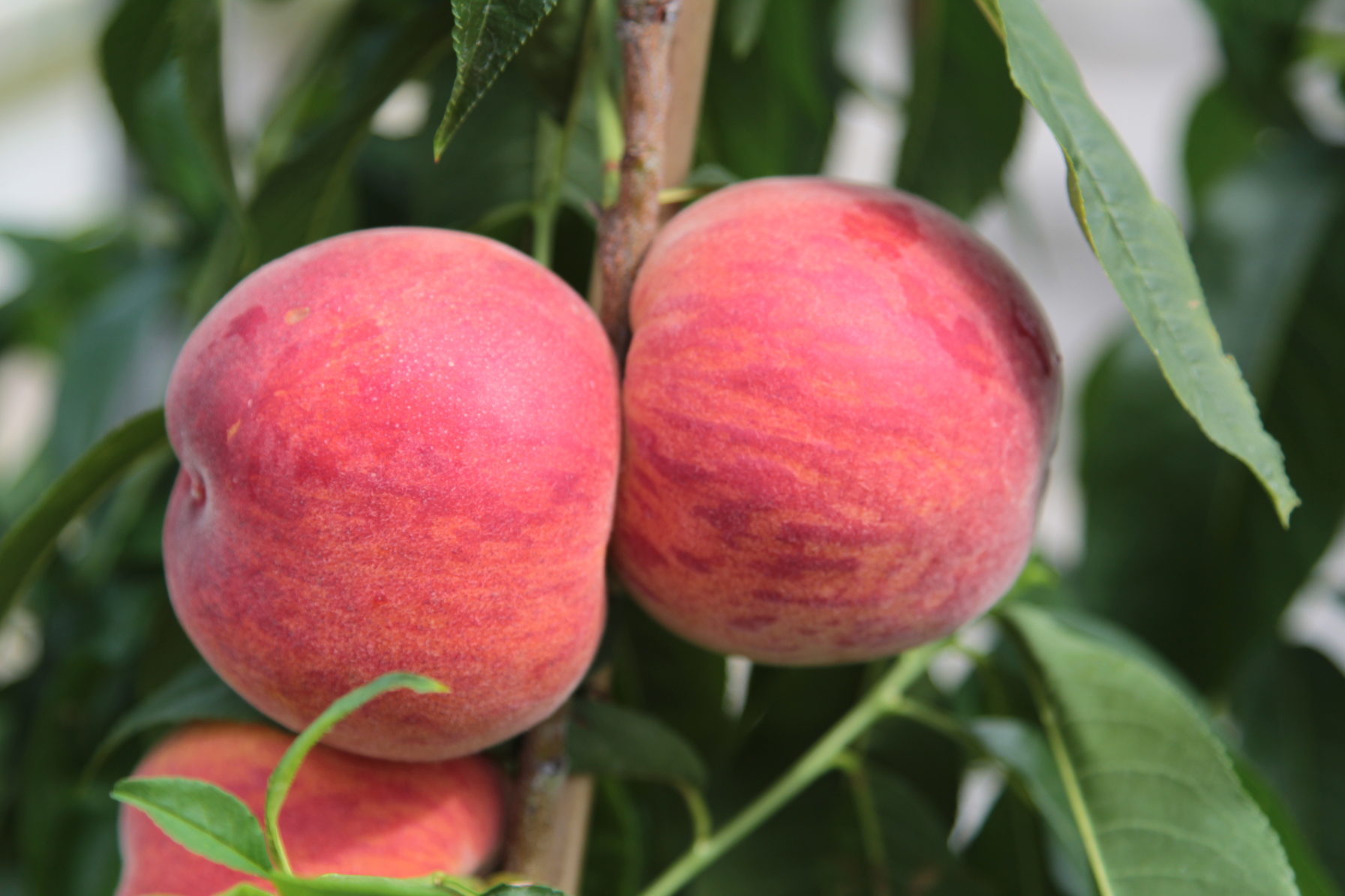 UF Beauty A (Fla. 981C) low chill peach fruit tree variety ANFIC