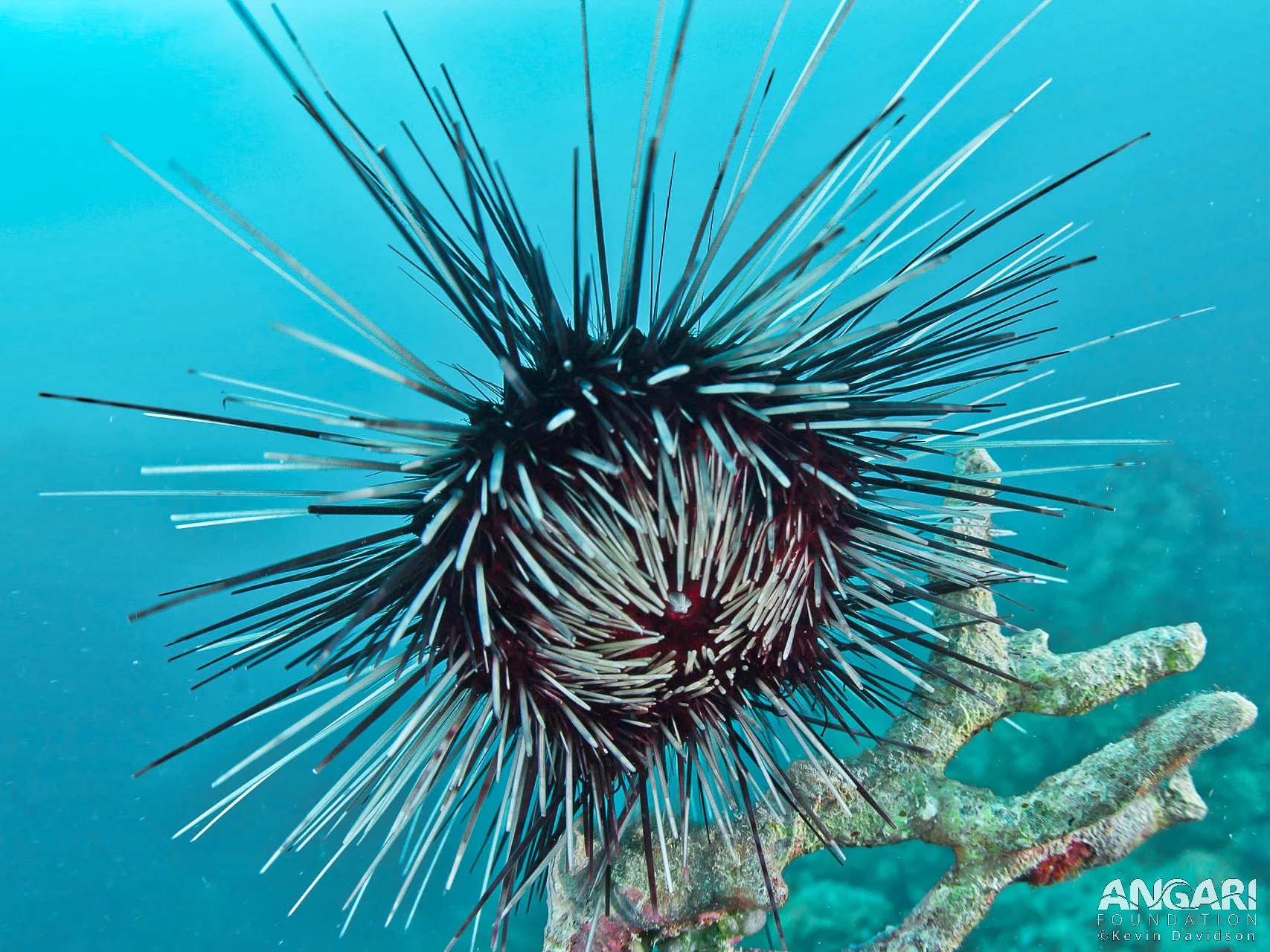 LongSpined Sea Urchin (Diadema antillarum) ANGARI Foundation