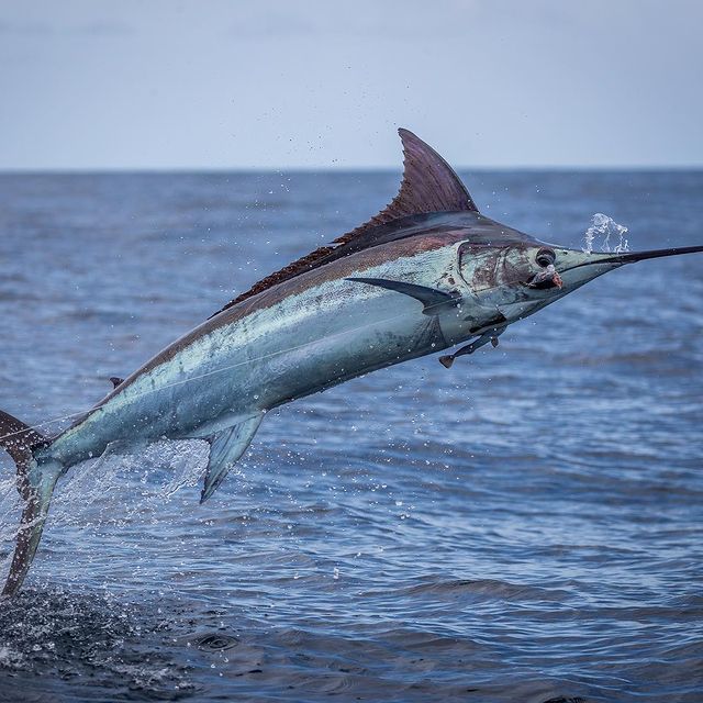 Marlin