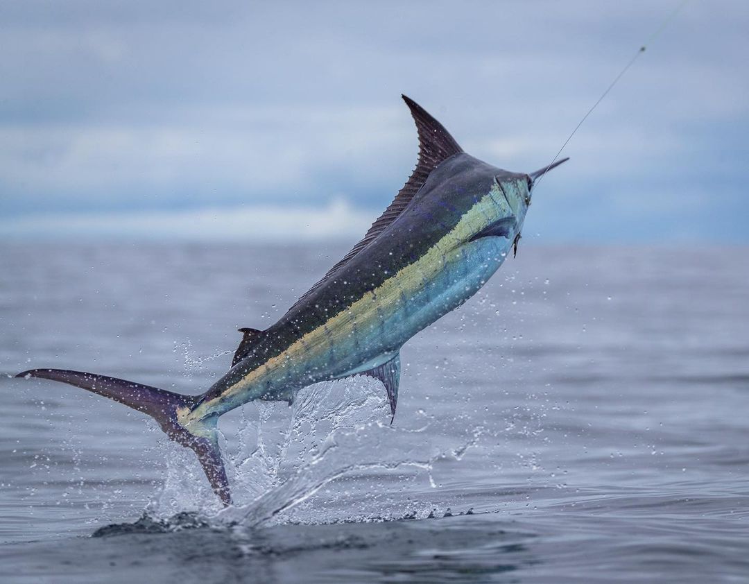 Atlantic Blue Marlin (Makaira nigricans) ANGARI Foundation