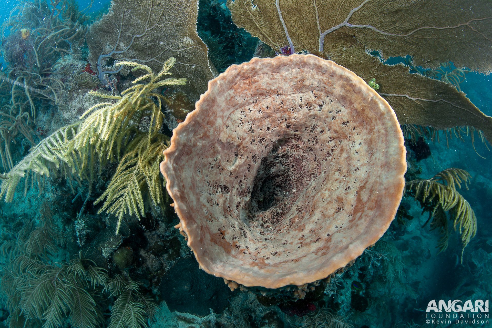 Giant Barrel Sponge (Xestospongia muta) ANGARI Foundation