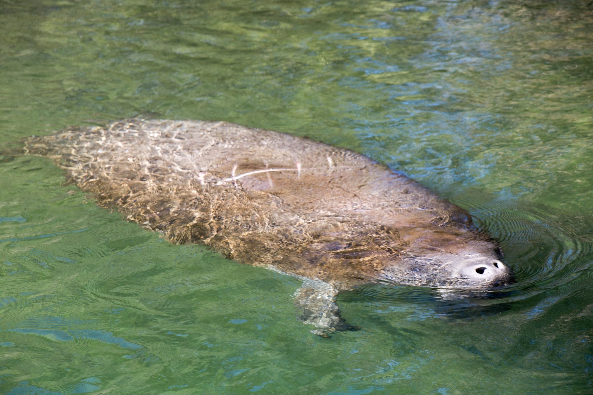 Florida Manatee (Trichechus manatus latirostris) ANGARI Foundation