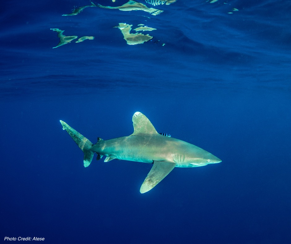Oceanic Whitetip Shark (Carcharhinus longimanus) ANGARI Foundation