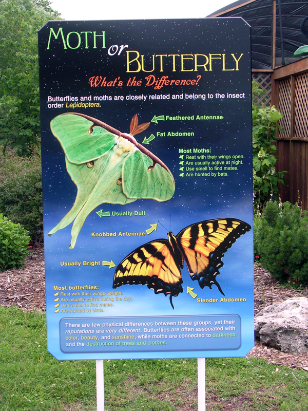 Butterfly Exhibit Angela b