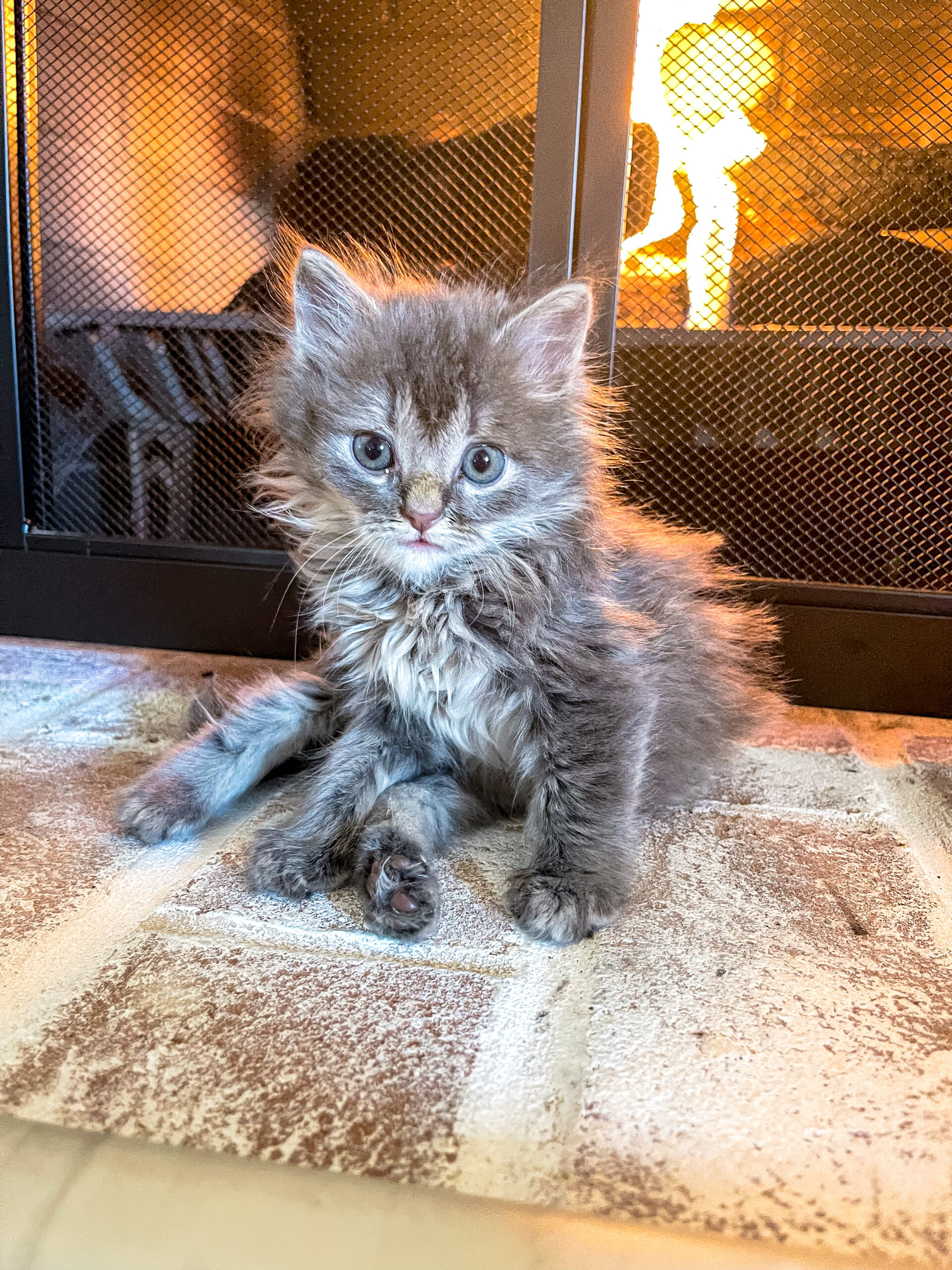 How To Take Care Of A 4 Week Old Kitten What To Buy!