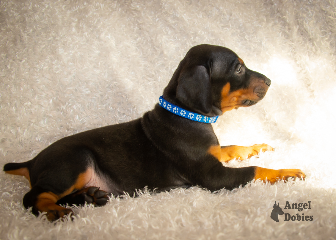 Angel Dobies Doberman Puppies for Sale in Texas and Colorado, USA