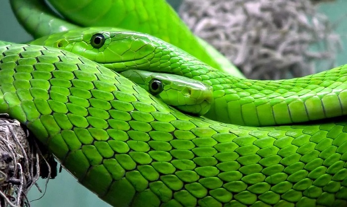 ≫ Rêve de serpent vert Signification et symbolisme