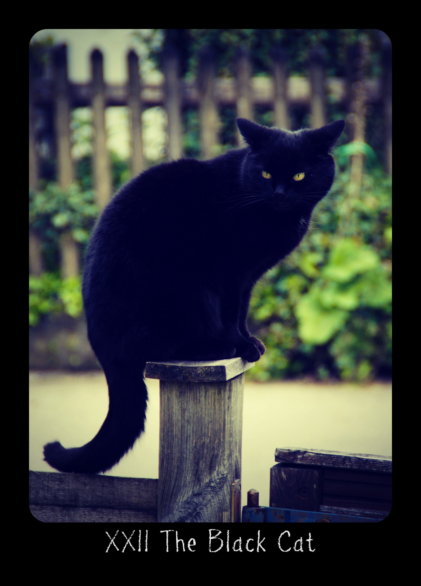 The Black Cat Card Meanings