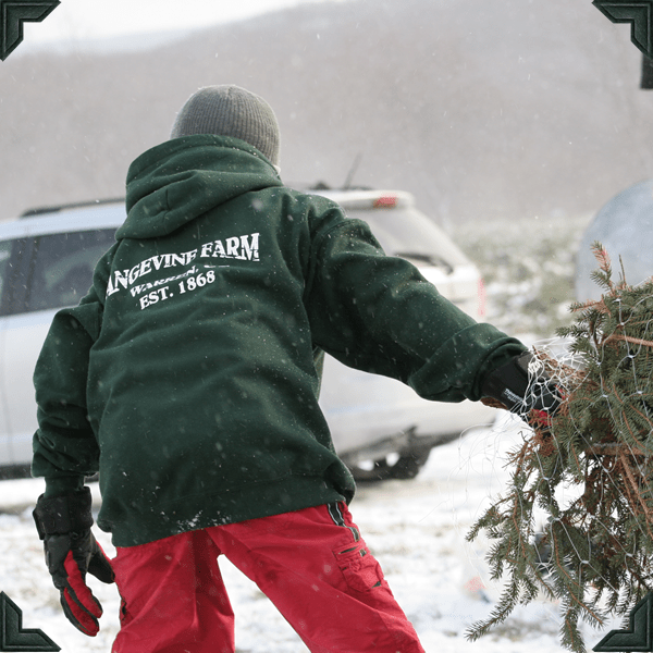 Galleries Angevine Farm