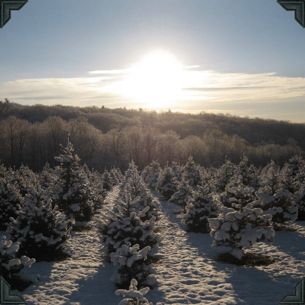 Galleries Angevine Farm