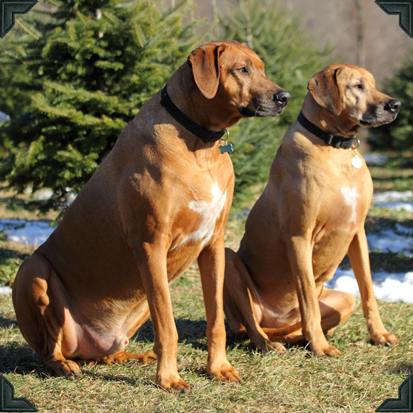 Galleries Angevine Farm