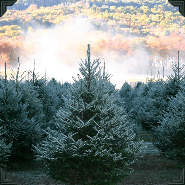 Galleries Angevine Farm