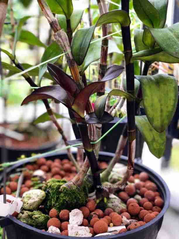 Cara Menanam Bunga Anggrek Dalam Pot Anggrek Lintang — Anggrek Lintang