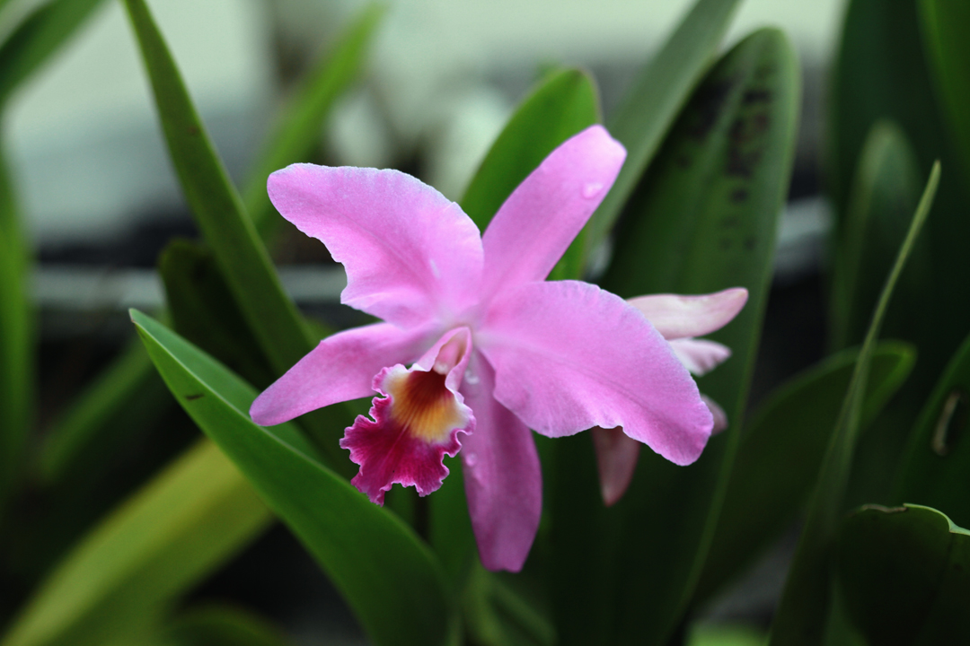 Cattleya Mantinii (Hybrid dari C.dowiana X C.bowringiana) Anggrek