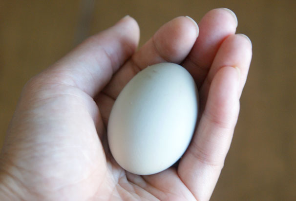 The Eggs Have Landed! Plus Tips For Storing Home Grown Eggs — Angie's