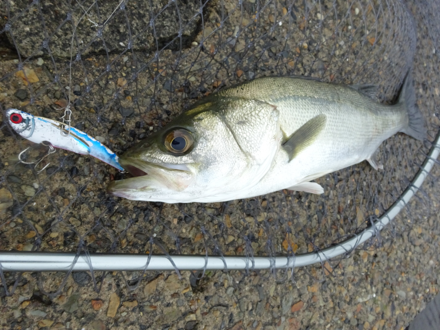 シーバス釣り初心者が2倍楽しめるシーバスを釣るために必要なもの ちょい投げ釣り倶楽部｜海釣り初心者でも魚が釣れるコツ