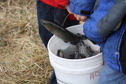 How To Keep Fish Fresh From Water To Table: Ultralight Fishing Blog