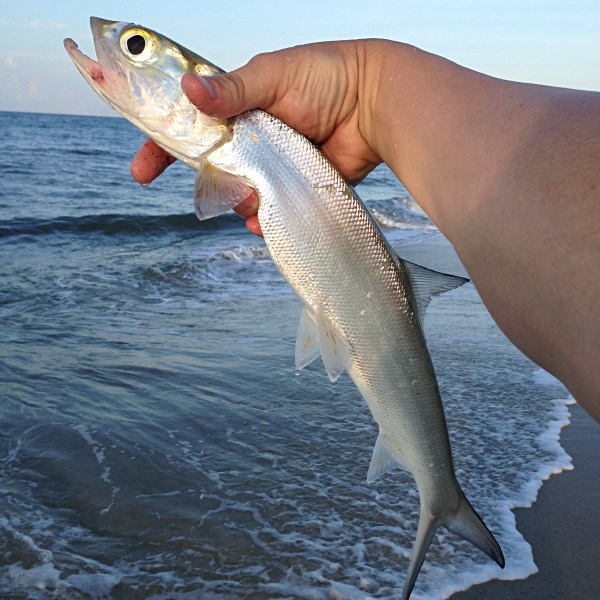 How To Catch Ladyfish The Angler Within best ways to catch skipjack