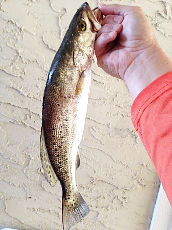 12 Fish You Can Catch In Gulf Shores From The Beach