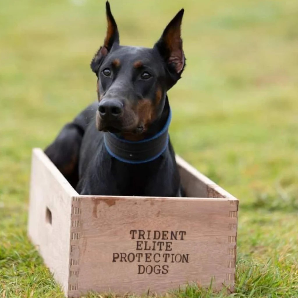 Position Box for obedience training protection dog work shaping box