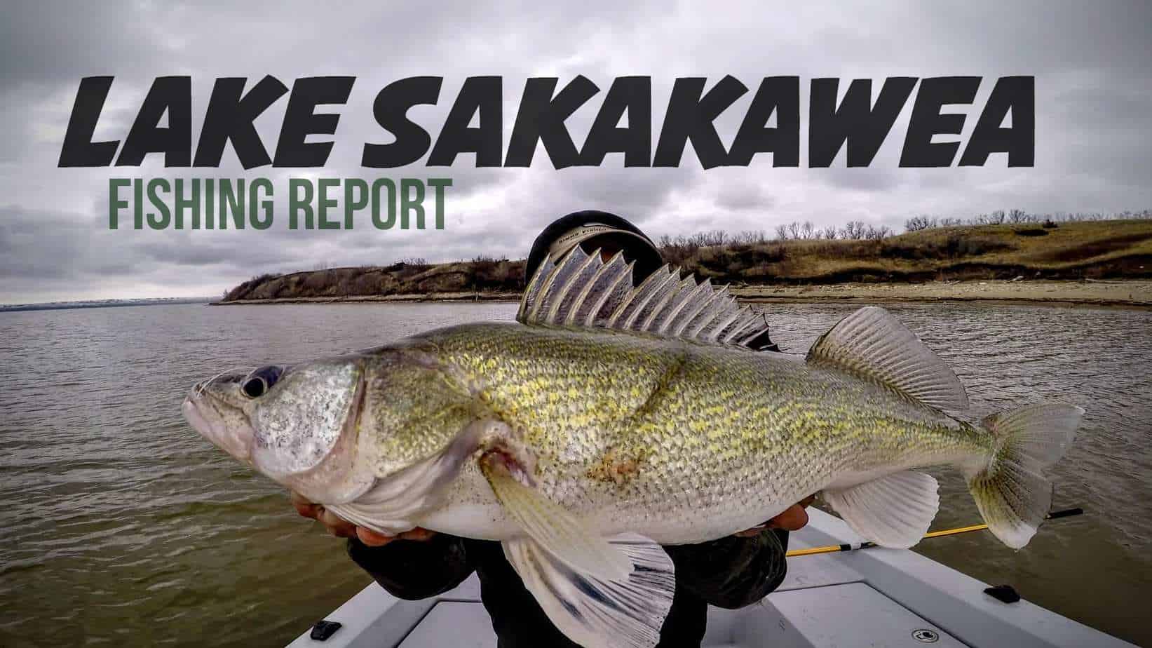 Lake Sakakawea (ND) Fishing Report Josh Johnson AnglingBuzz
