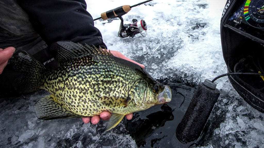 Late Ice Panfish BLUEGILLS AND CRAPPIES Angling Buzz