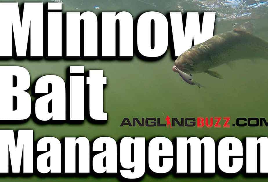 Minnow Bait Management AnglingBuzz