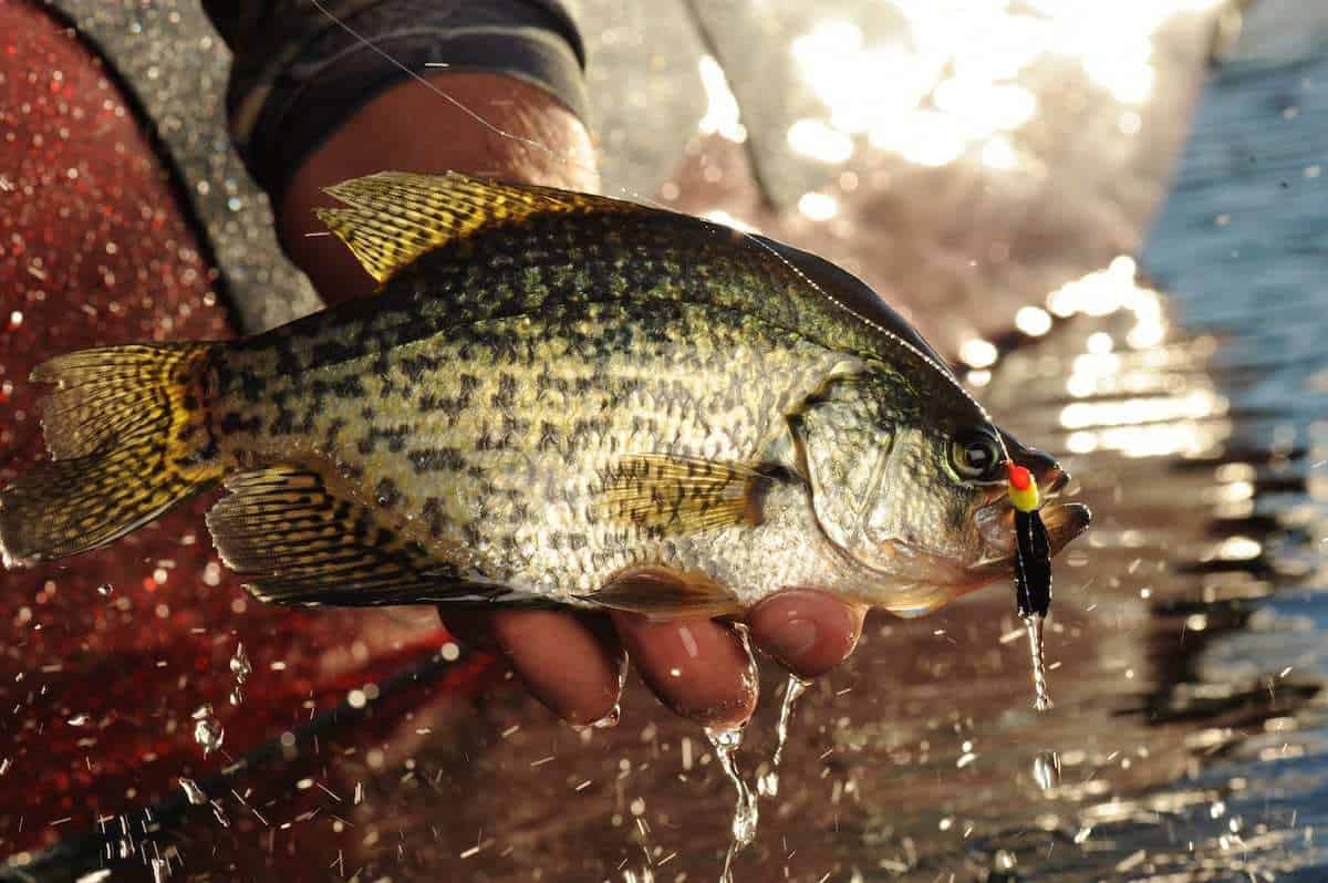 Ask the Pros What's the Best Strategy for IceOut Crappies?