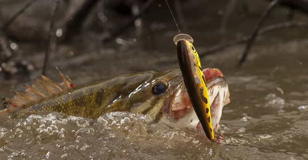 Pop Top Bass Crash the Surface A Guide to Topwater Bass Fishing