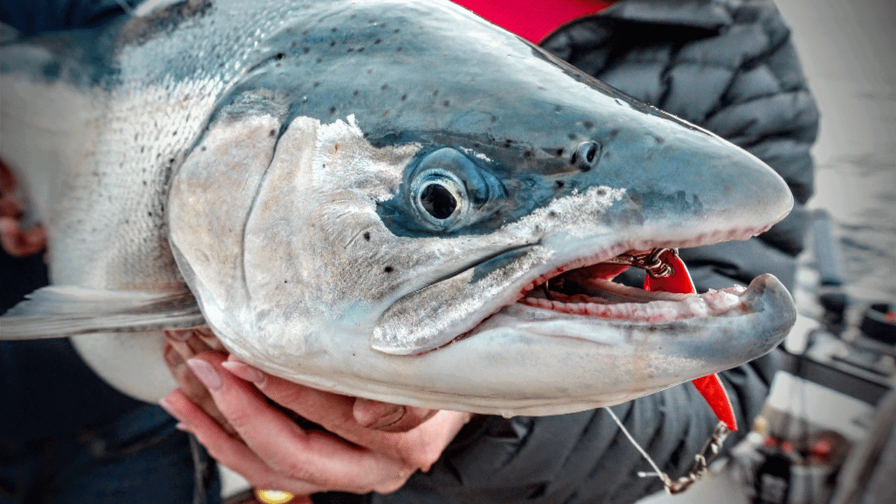 The Best Places to Fish in Michigan — Right Now!