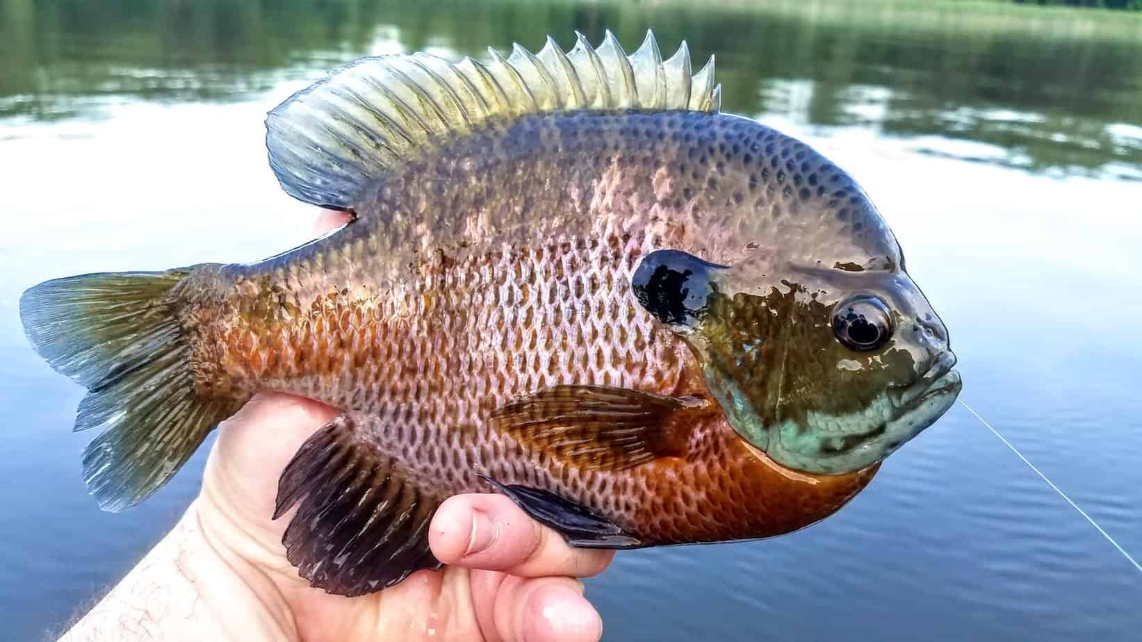 Bluegill Fishing 101 EVERYTHING You Need to Know!