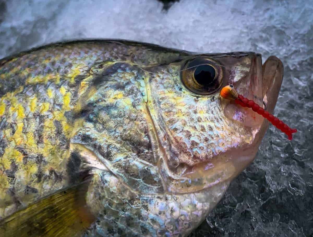 Basin Crappie Fishing (Tips & Tactics)