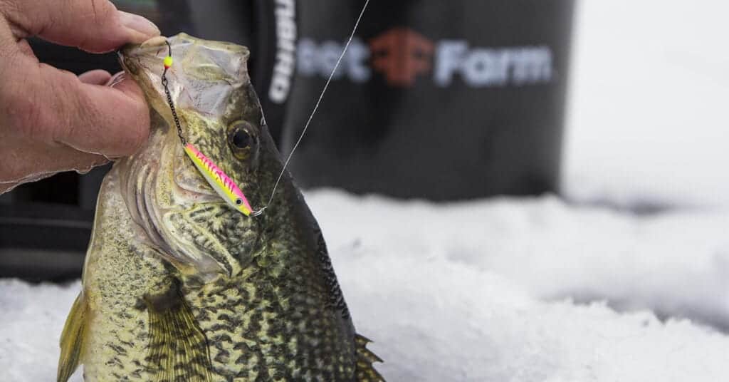 Finding Winter Crappies Angling Edge
