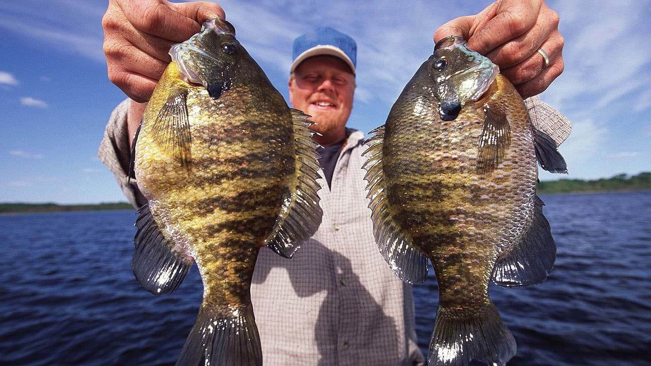 PANFISH Panfish Videos Tips & Tricks Angling Edge